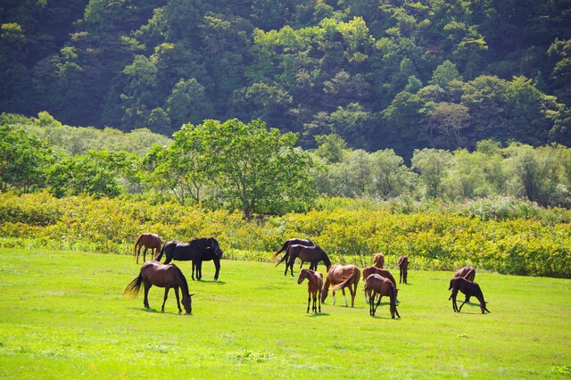 牧場で芝を食べる馬