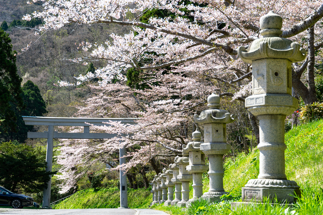 桜並木と石灯篭